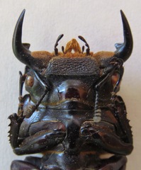 Dorcus antaeus miyashitai