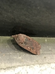Noctua pronuba