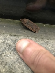 Noctua pronuba