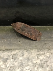 Noctua pronuba