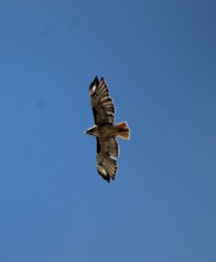Buteo jamaicensis