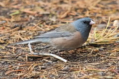 Junco hyemalis mearnsi
