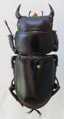Dorcus antaeus miyashitai
