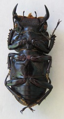 Dorcus antaeus miyashitai