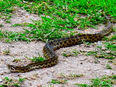 Crotalus polystictus