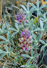 Lupinus lepidus sellulus