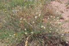 Dalea candida