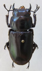 Dorcus antaeus miyashitai