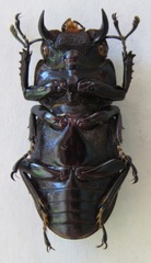 Dorcus antaeus miyashitai