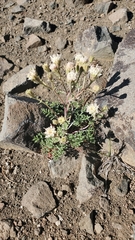 Chaenactis douglasii