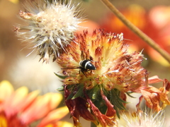 Pachodynerus californicus