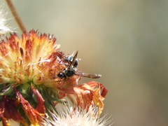 Pachodynerus californicus