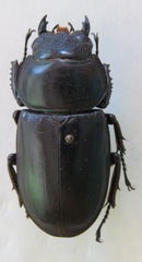 Dorcus antaeus miyashitai