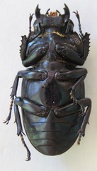 Dorcus antaeus miyashitai