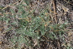 Sophora nuttalliana