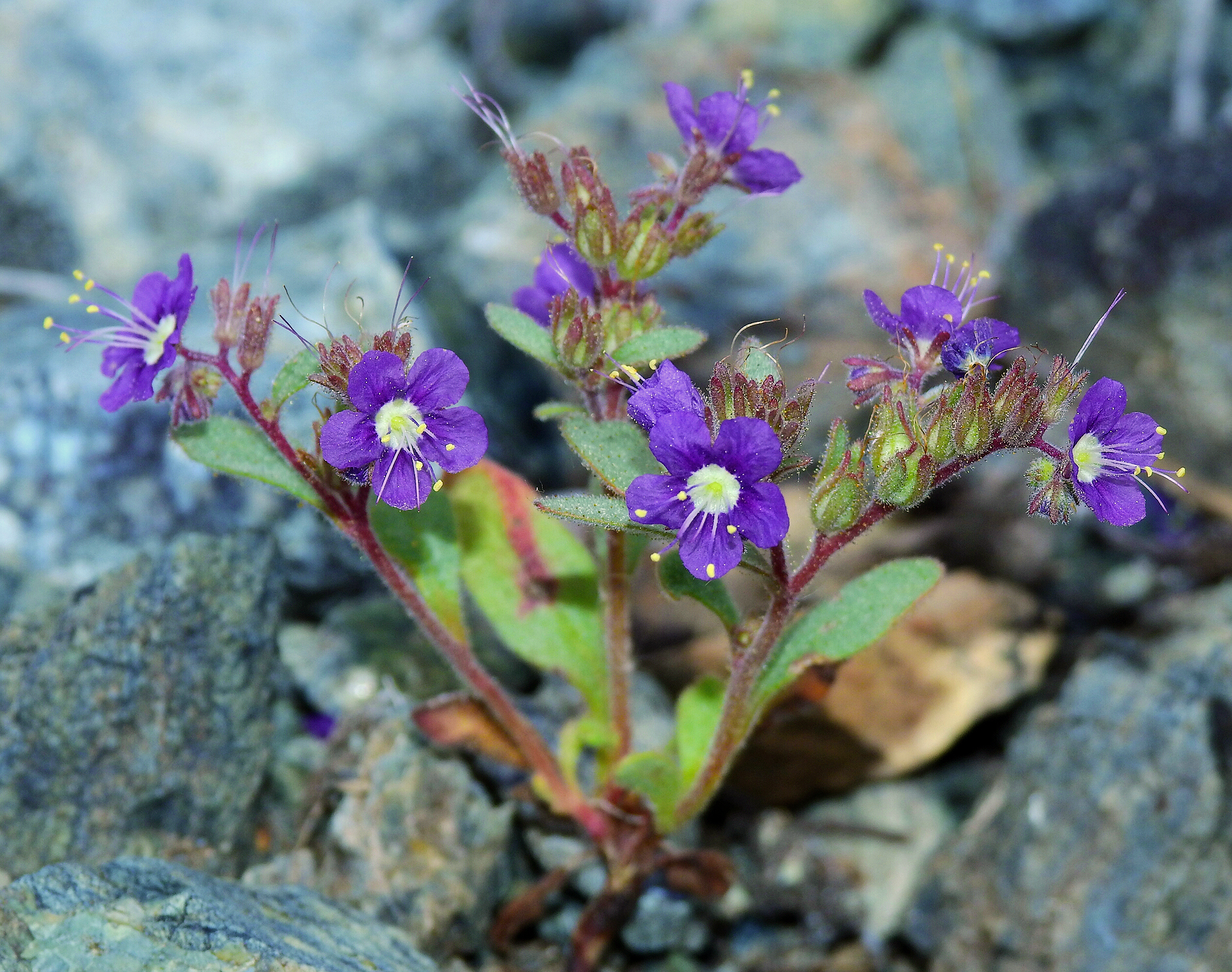 Phacelia greenei
