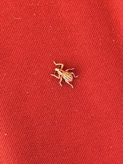 Ophryastes geminatus