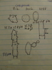 Botryobasidium conspersum