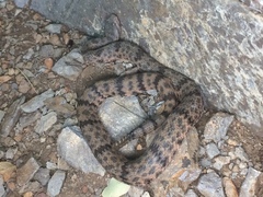 Crotalus lepidus