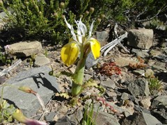 Moraea flava