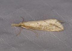 Schoenobiinae