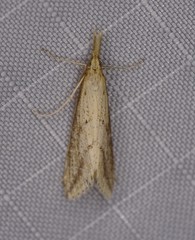 Schoenobiinae