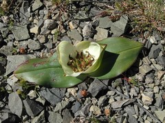 Colchicum coloratum burchellii