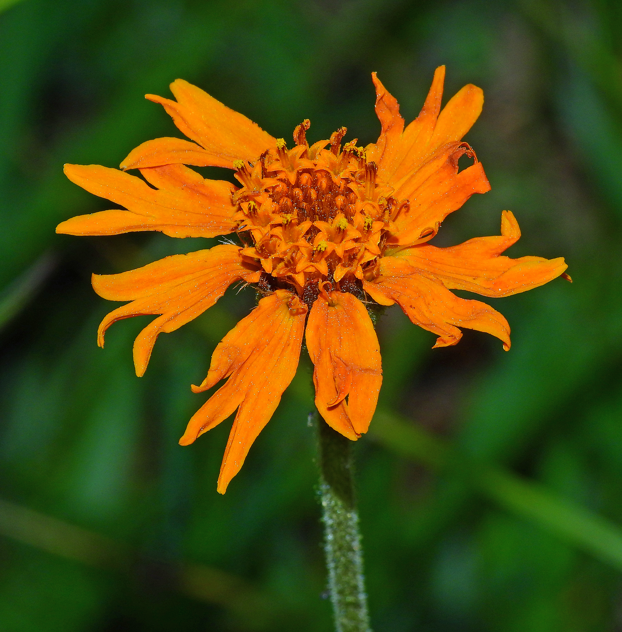 Raillardella pringlei