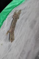 Gekko japonicus