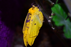 Eacles imperialis