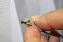 Gekko japonicus