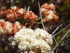 Physocephala marginata