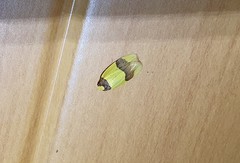 Heterallactis euchrysa