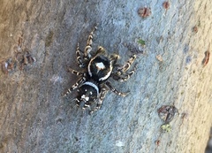 Phidippus comatus