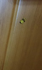 Heterallactis euchrysa