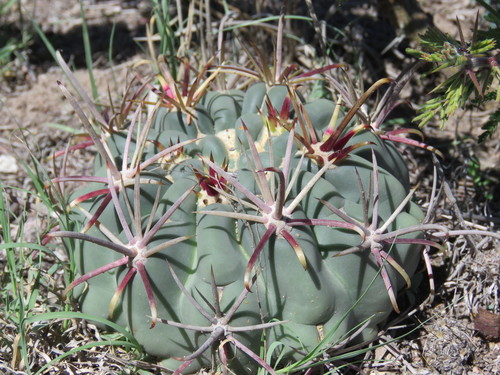 Glandulicactus crassihamatus