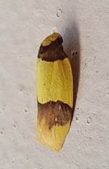 Heterallactis euchrysa