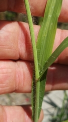Leptochloa panicea