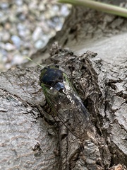Massospora