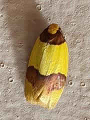 Heterallactis euchrysa