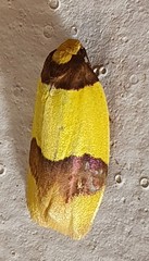 Heterallactis euchrysa