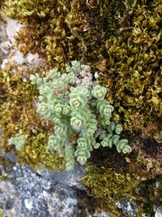Sedum