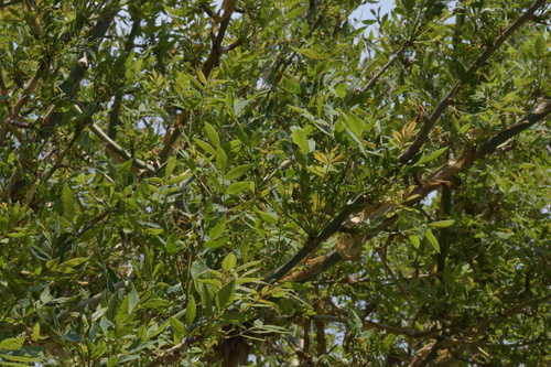 Bursera discolor Rzed. 2