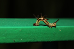 Eugnathia pulcherrima