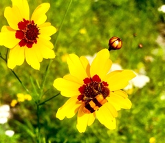 Trichodes bibalteatus