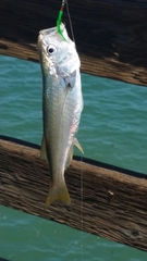 Seriphus politus