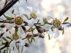 Leptospermum semibaccatum