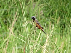 Sporophila ruficollis