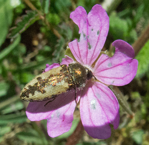 Acméodère de la Piloselle