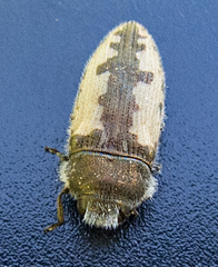 Acmaeodera pilosellae